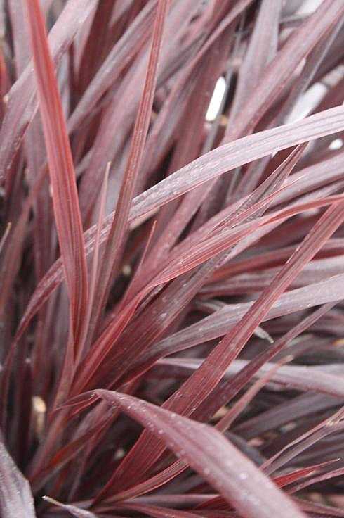 Cordyline 'Design-a-Line Burgundy' – Torbay Palm
