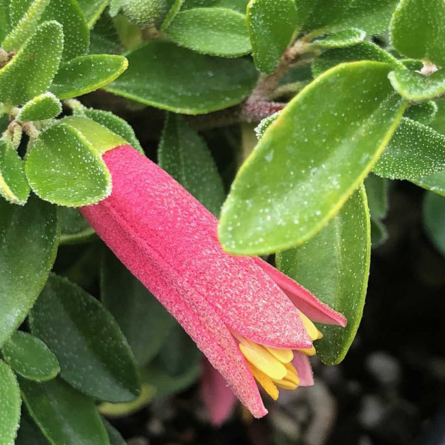 CORREA 'Carmine Bells' --Australian Fuchsia