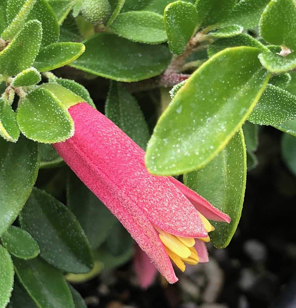 CORREA 'Carmine Bells' (Available Now)