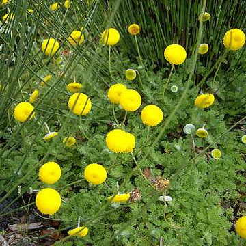 Cotula hispida – New Zealand Brass Buttons