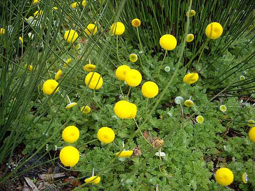 Cotula hispida – New Zealand Brass Buttons