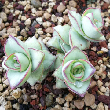 Crassula perforata 'Major' – String of Buttons