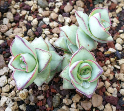 Crassula perforata 'Major' – String of Buttons