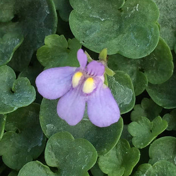 Cymbalaria muralis 'Nana' – Dwarf Kenilworth Ivy