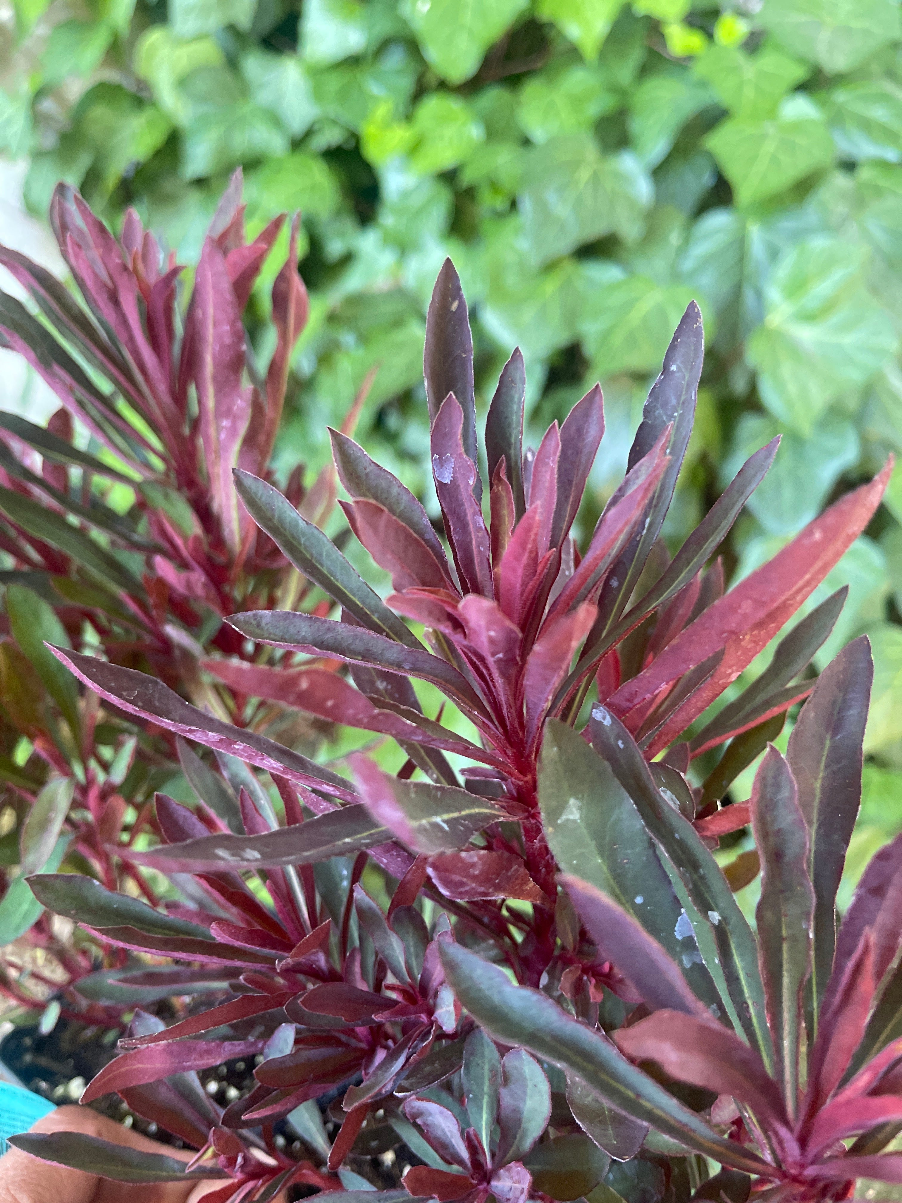 Euphorbia 'Miner's Merlot' – Spurge