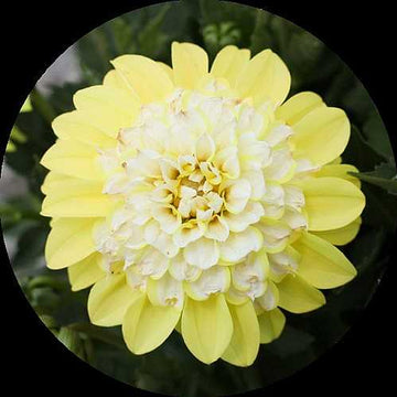 Dahlia variabilis Cherie 'Lemon' – Dahlia