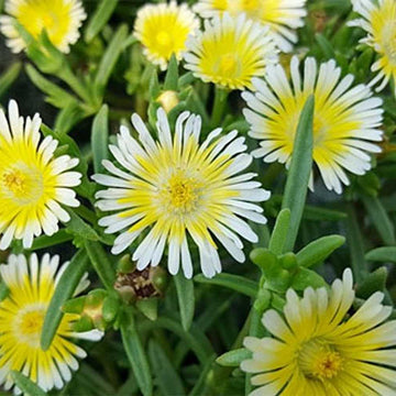 Delosperma Wheels of Wonder 'Limoncello' Ice Plant