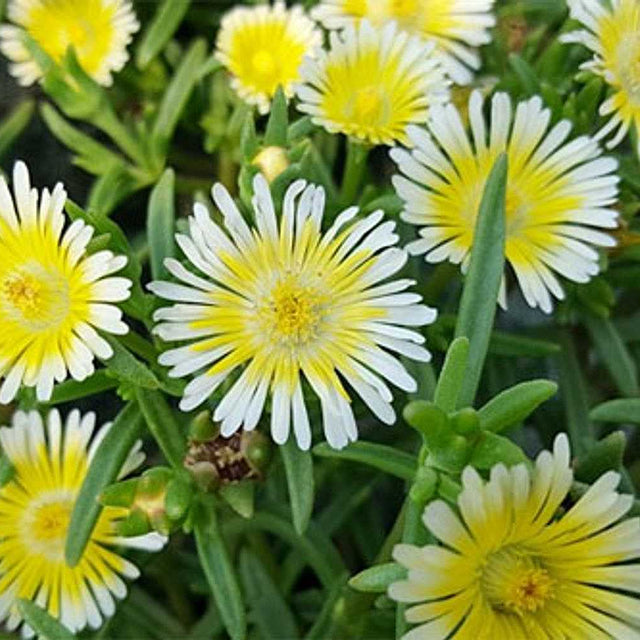 Delosperma Wheels of Wonder 'Limoncello' Ice Plant