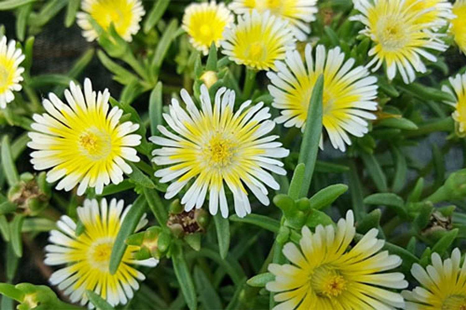 Delosperma Wheels of Wonder 'Limoncello' Ice Plant