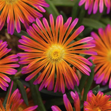 Delosperma hybrida 'Ocean Sunset Orange Glow' – Ice Plant