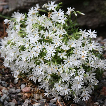Phlox subulata 'Snowflake' – Creeping Phlox