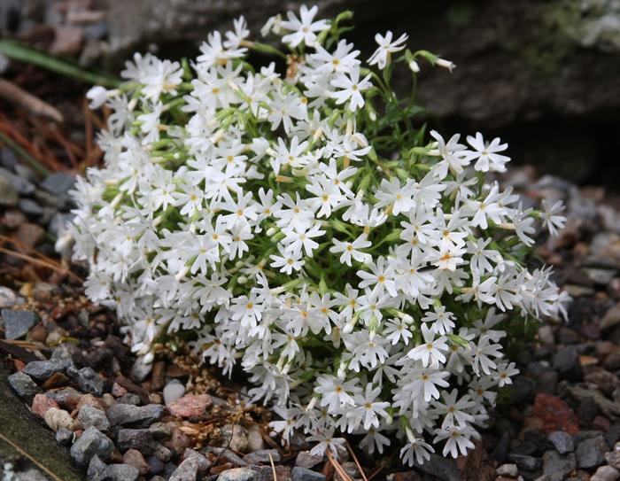 Phlox subulata 'Snowflake' – Creeping Phlox