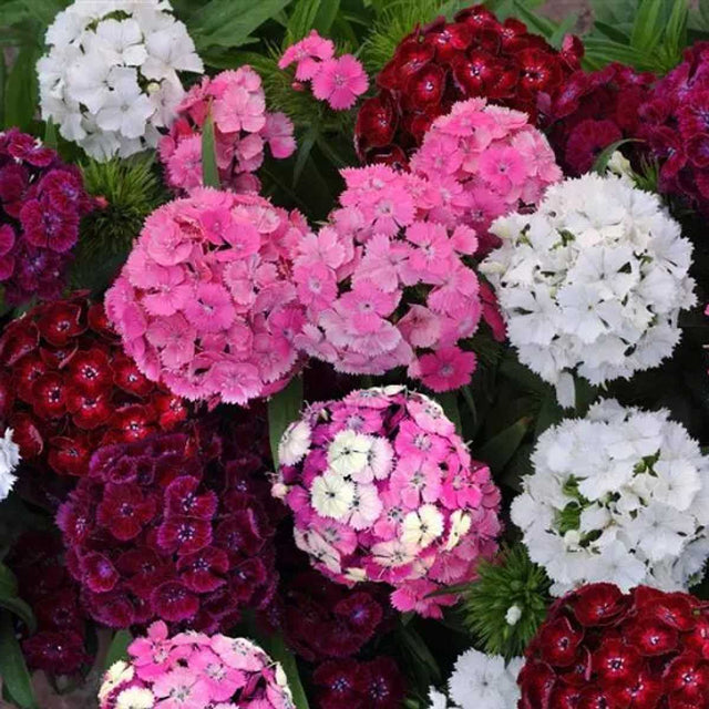 Dianthus barbatus 'Dash Mixture' – Sweet William