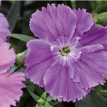 Dianthus 'Diana Blueberry' – Cottage Pink