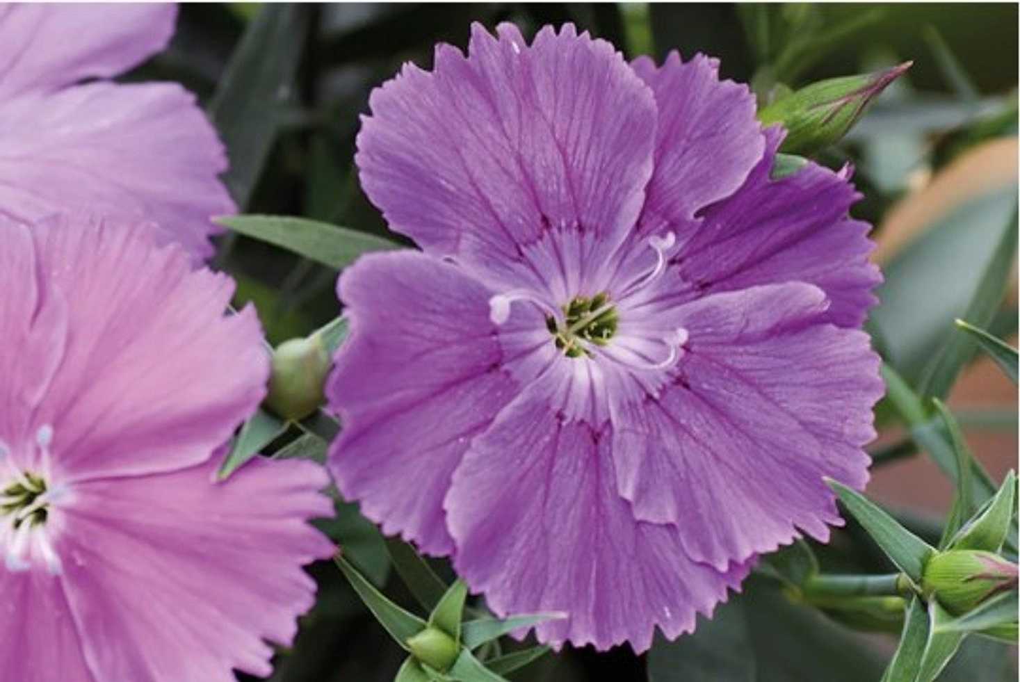 Dianthus 'Diana Blueberry' – Cottage Pink