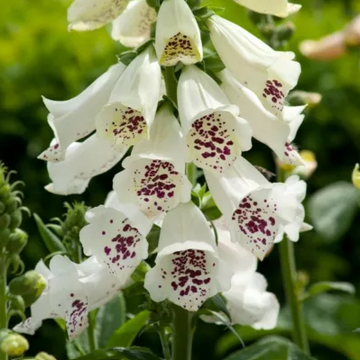 Digitalis purpurea 'Dalmatian White' – Foxglove