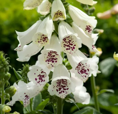 Digitalis purpurea 'Dalmatian White' – Foxglove