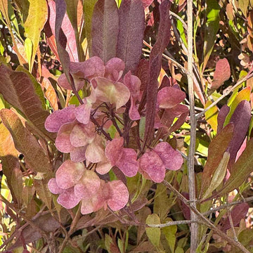 Dodonaea viscosa 'Purpurea' – Purple Hop Bush