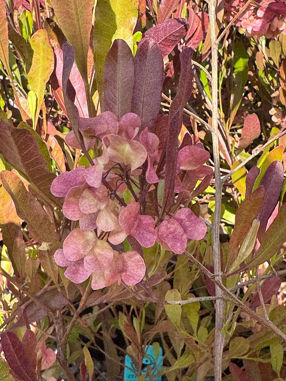 Dodonaea viscosa 'Purpurea' – Purple Hop Bush