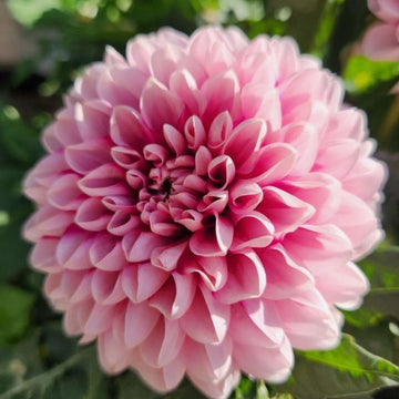 Dahlia variabilis Cherie 'Pink Lace' – Dahlia