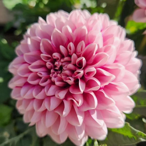 Dahlia variabilis Cherie 'Pink Lace' – Dahlia