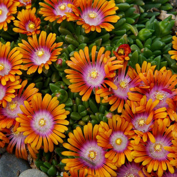 Delosperma 'Fire Spinner' – Bicolor Ice Plant