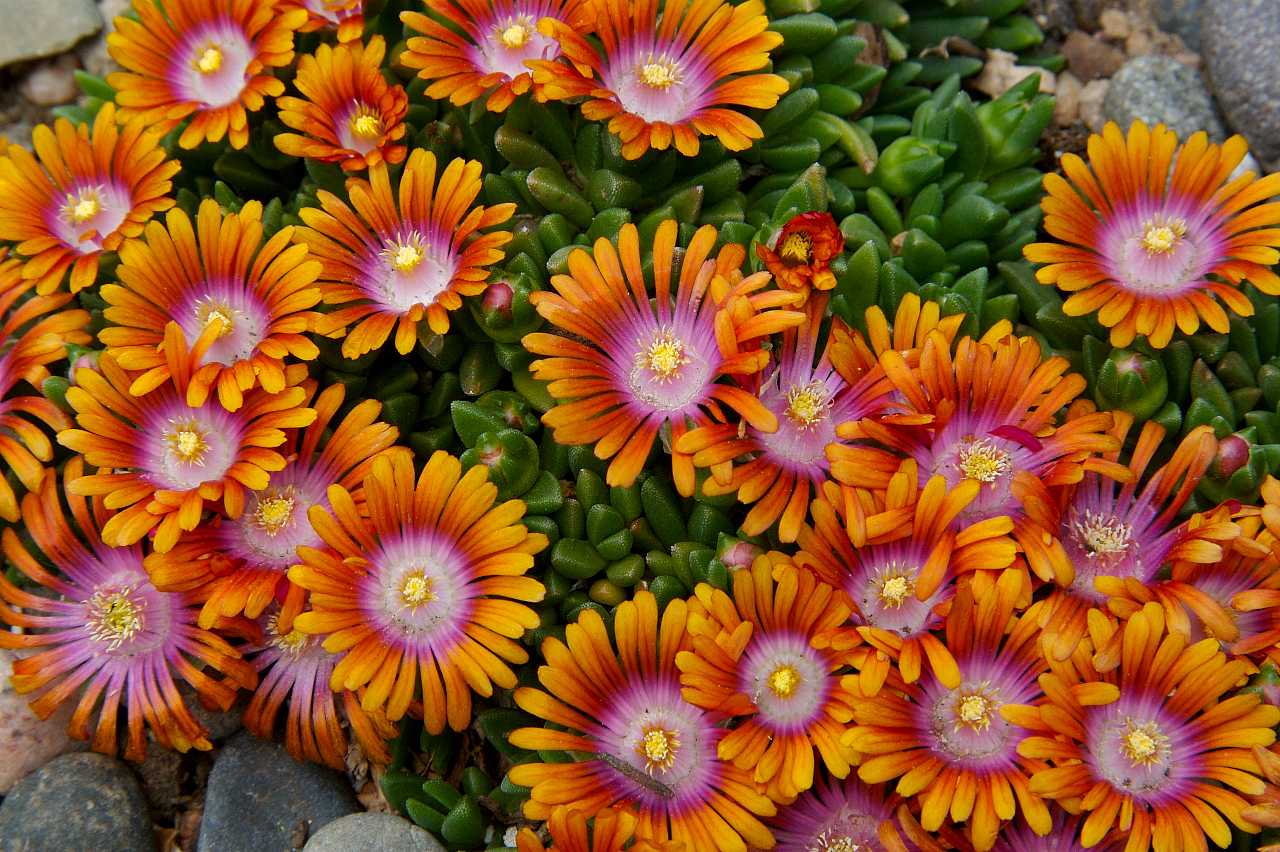 Delosperma 'Fire Spinner' – Bicolor Ice Plant