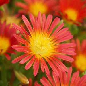 Delosperma 'Wheels of Wonder Fire Wonder' – Ice Plant