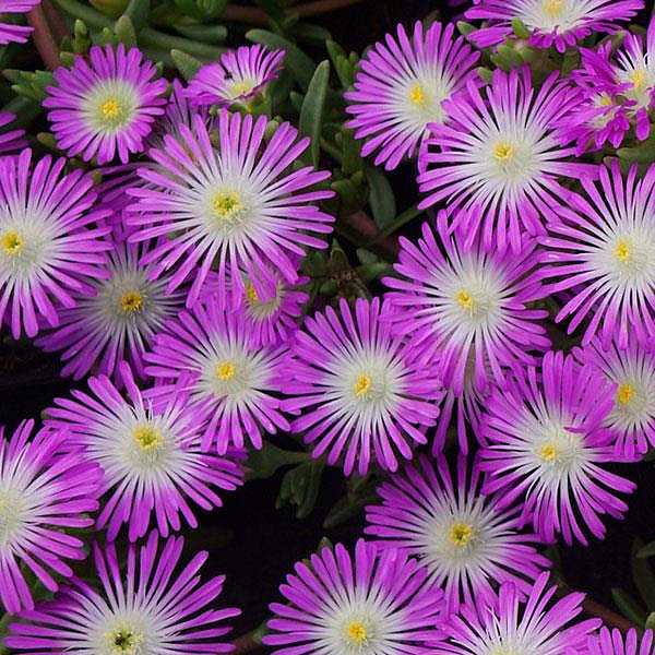 Delosperma 'Wheels of Wonder Violet Wonder' – Ice Plant