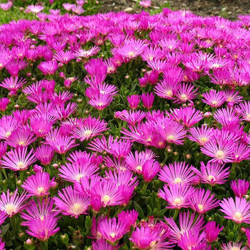 Delosperma cooperi – Fuchsia Ice Plant