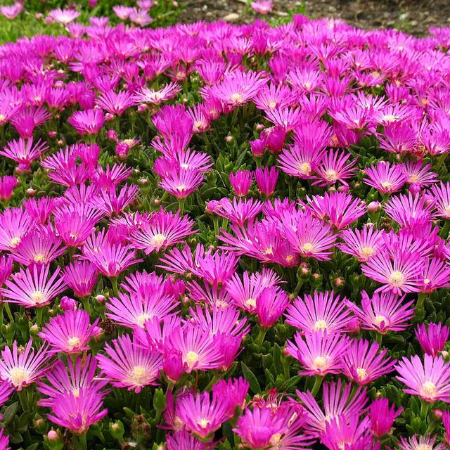 Delosperma cooperi – Fuchsia Ice Plant