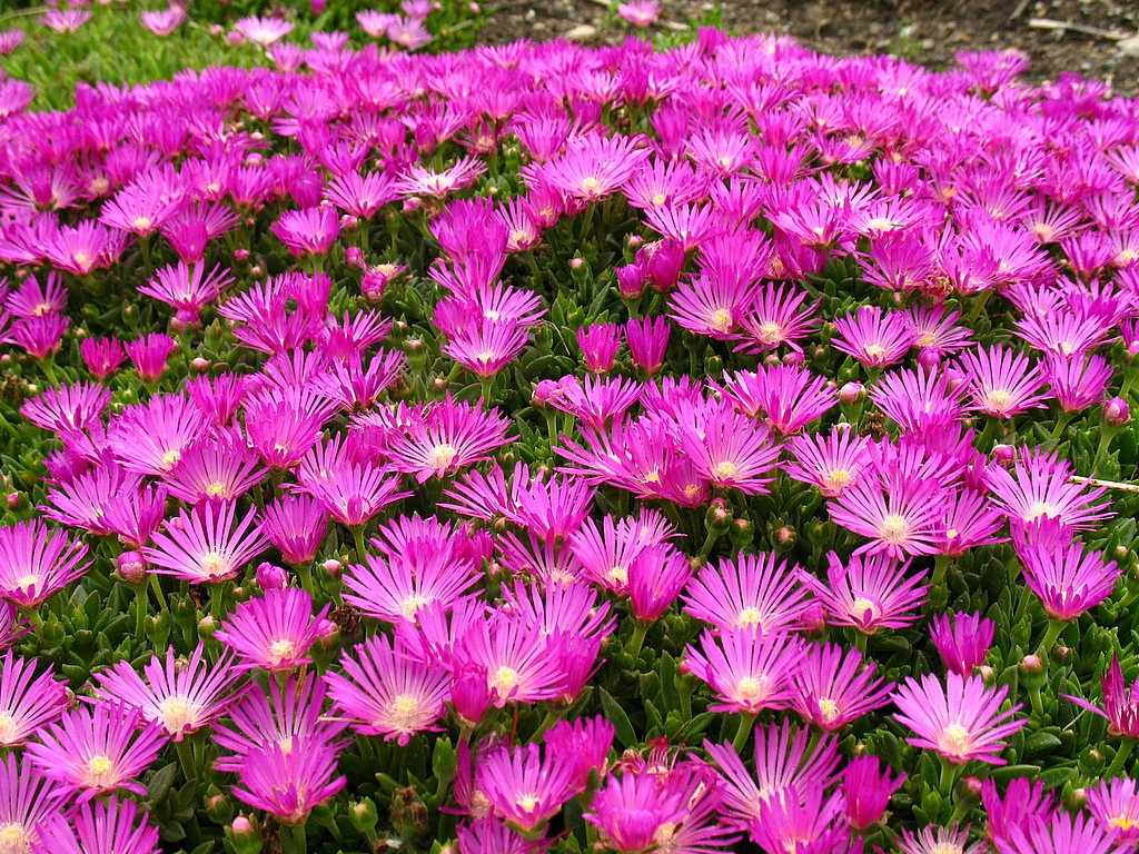 Delosperma cooperi – Fuchsia Ice Plant