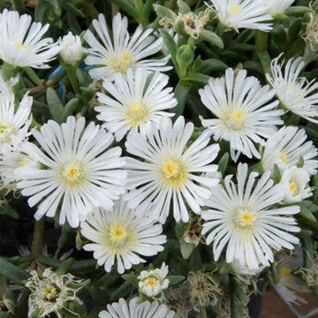 Delosperma Wheels of Wonder 'White Wonder (Ice Plant)