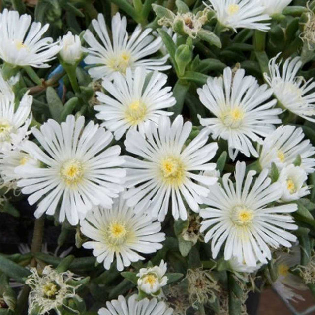 Delosperma 'Wheels of Wonder White Wonder' – Ice Plant