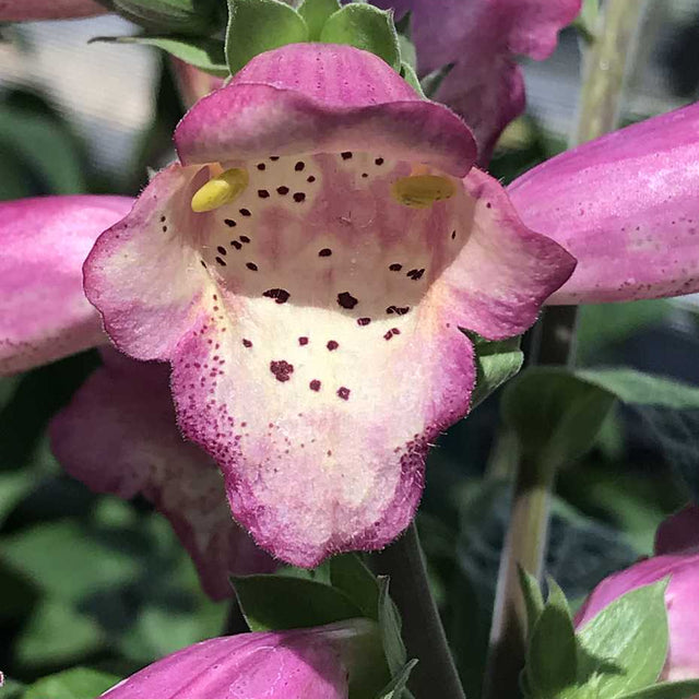 Digiplexis Illumination 'Berry Canary' – Digiplexis