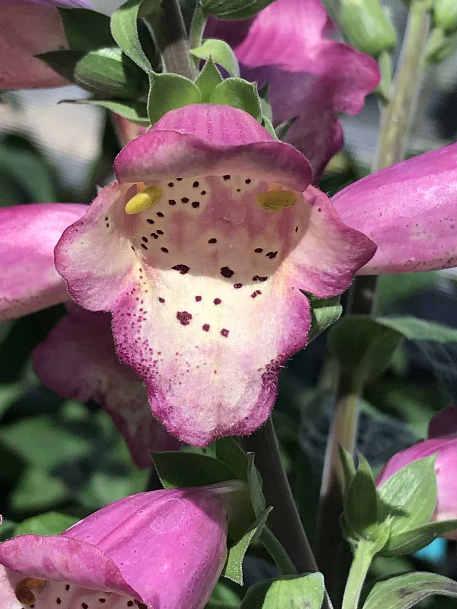 Digiplexis Illumination 'Berry Canary' – Digiplexis