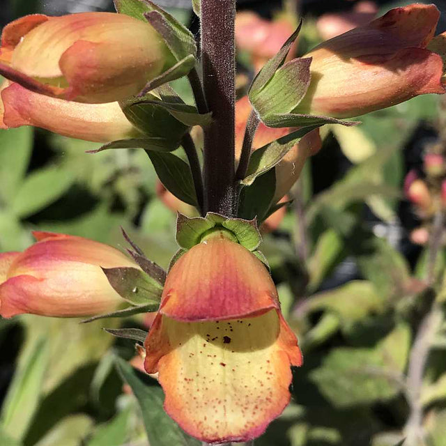 Digiplexis Illumination 'Apricot' – Digiplexis