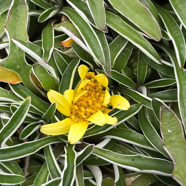 Dymondia margaretae – Silver Carpet