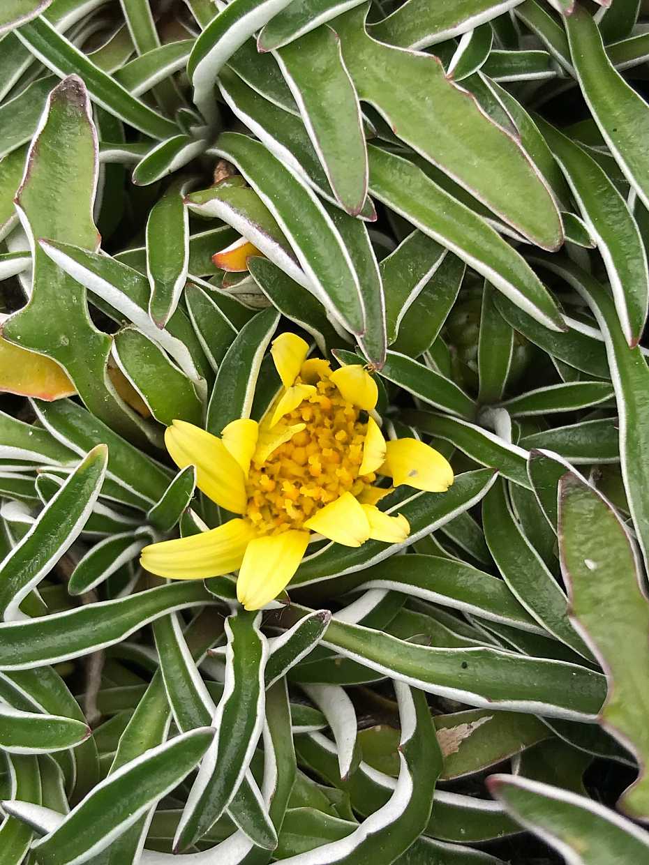 DYMONDIA 'Margaretae' (Available Now)
