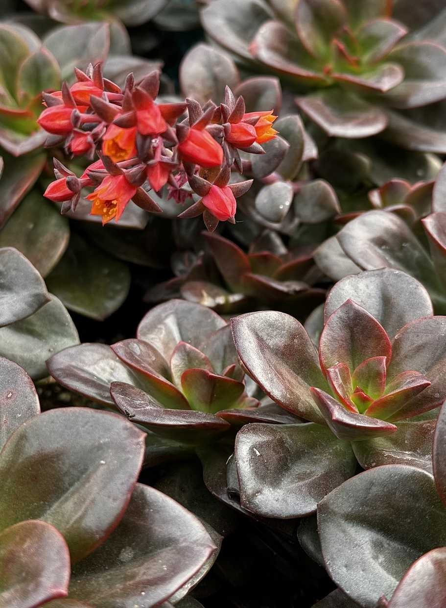 Echeveria 'Chroma' – Colorful Succulent