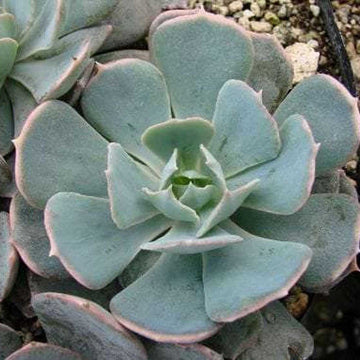 ECHEVERIA 'Caribbean Blue'