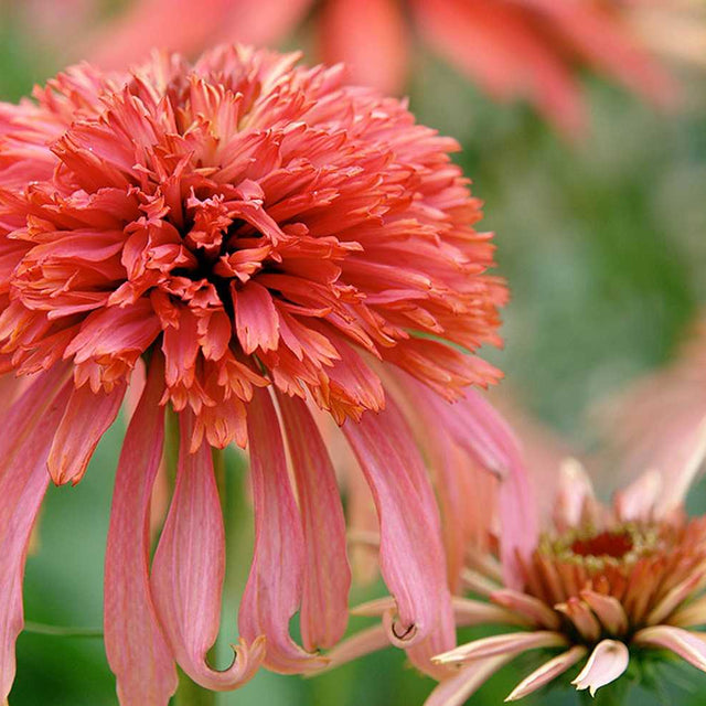 Echinacea 'Guava Ice' – Coneflower