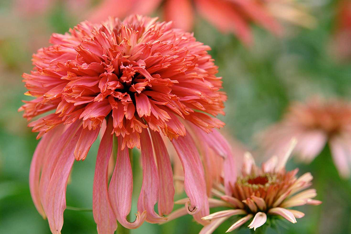 Echinacea 'Guava Ice' – Coneflower