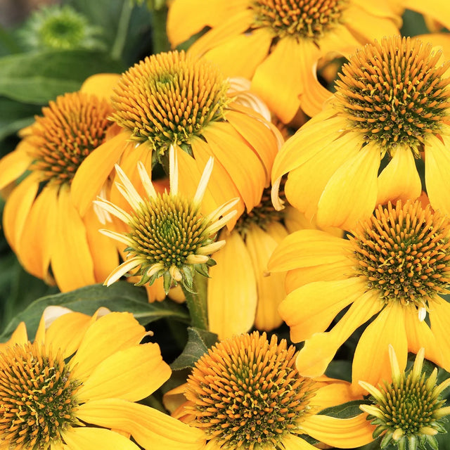 Echinacea hybrid Guatemala 'Gold' – Coneflower