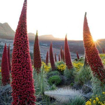 ECHIUM wildpretii (Available Now)