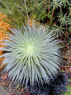 ECHIUM wildpretii (Available Now)