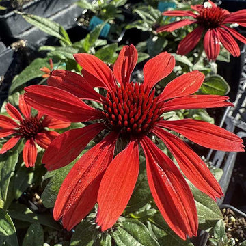 ECHINACEA hybrid Panama 'Red'