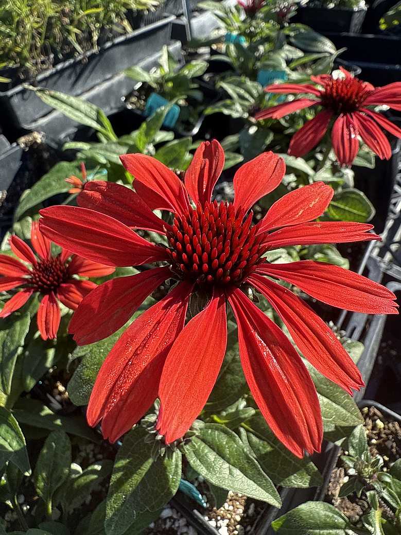 ECHINACEA hybrid Panama 'Red'