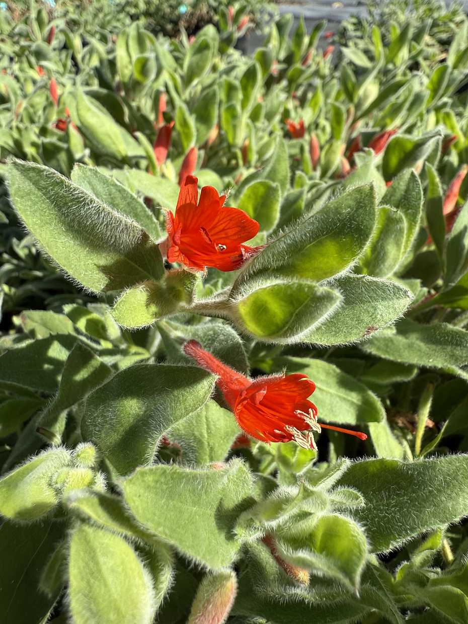 Epilobium canum var. latifolium 'Everett's Choice' – California Fuchsia