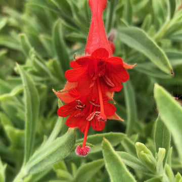 Epilobium canum ssp. canum – California Fuchsia